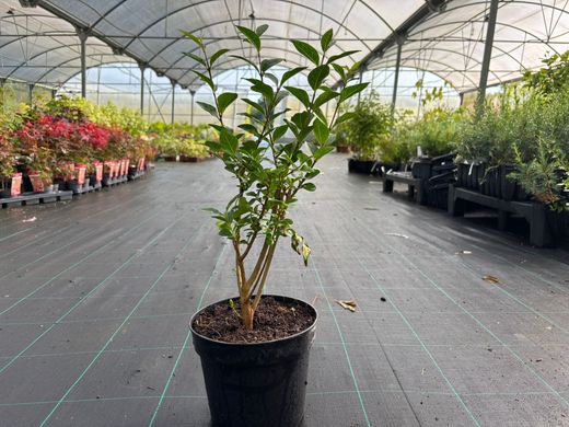 Aligustre de California, Ligustrum ovalifolium