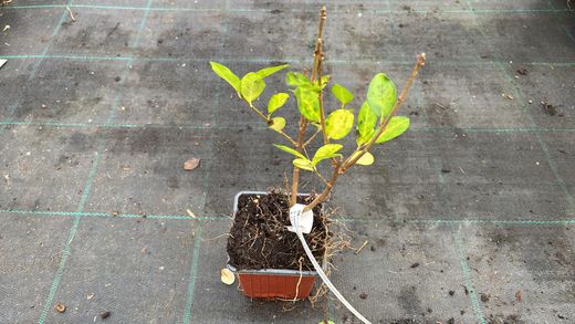 Aligustre de California, Ligustrum ovalifolium