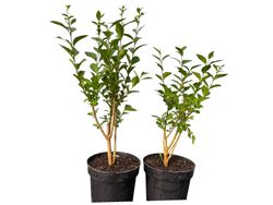 Aligustre de California, Ligustrum ovalifolium