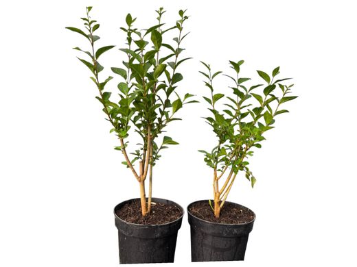 Aligustre de Californie, Ligustrum ovalifolium