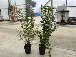 Aligustre de California, Ligustrum ovalifolium