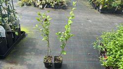 Aligustre de California, Ligustrum ovalifolium