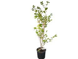 Aligustre de California, Ligustrum ovalifolium