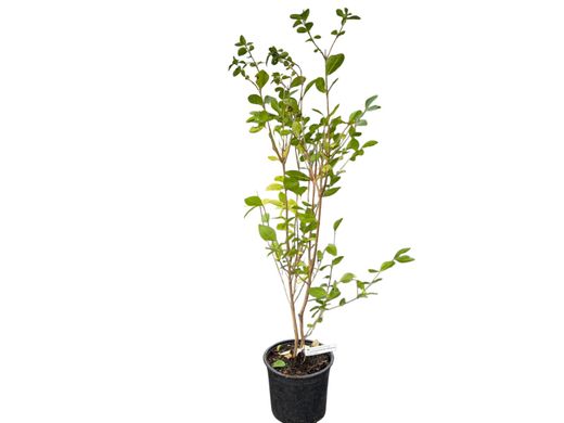 Aligustre de California, Ligustrum ovalifolium