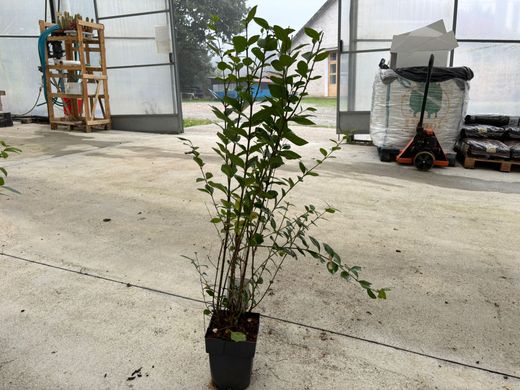 Aligustre de California, Ligustrum ovalifolium