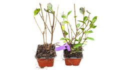 Aligustre de California, Ligustrum ovalifolium