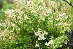 Aligustre japonico - Ligustrum japonicum