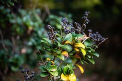 Aligustre japonico - Ligustrum japonicum