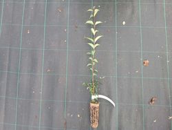 Aligustre japonico - Ligustrum japonicum