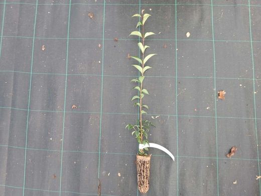 Aligustre japonico - Ligustrum japonicum