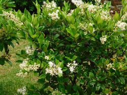 Aligustre japonico - Ligustrum japonicum
