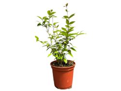 Aligustre japonico - Ligustrum japonicum