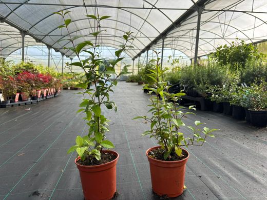 Aligustre japonico - Ligustrum japonicum