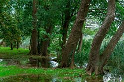 Aliso común, aliso negro, ameneiro, Alnus glutinosa