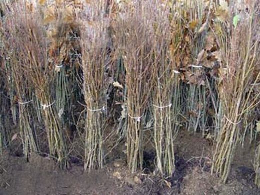 Aliso común, aliso negro, ameneiro, Alnus glutinosa