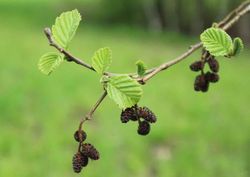 Aliso común, aliso negro, ameneiro, Alnus glutinosa
