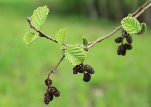 Aliso común, aliso negro, ameneiro, Alnus glutinosa