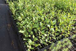 Aliso común, ameneiro, aliso negro, Alnus glutinosa