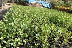 Aliso común, ameneiro, aliso negro, Alnus glutinosa