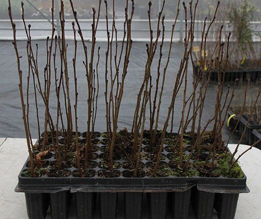 Aliso común, ameneiro, aliso negro, Alnus glutinosa