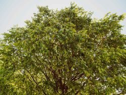Hackberry, Celtis australis