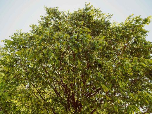 Hackberry, Celtis australis