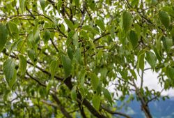 Hackberry, Celtis australis