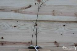 Hackberry, Celtis australis