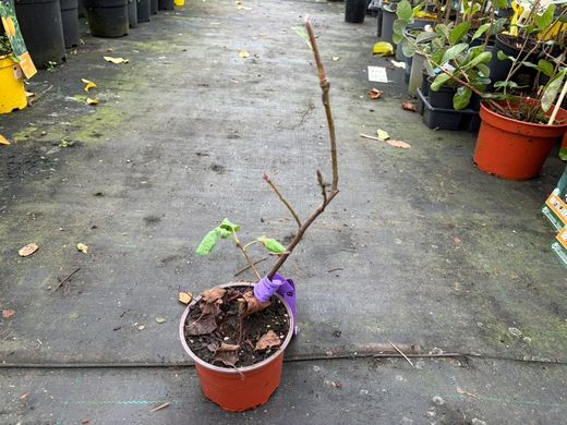 Amelanchier alnifolia 'Amela' - Guilhomo