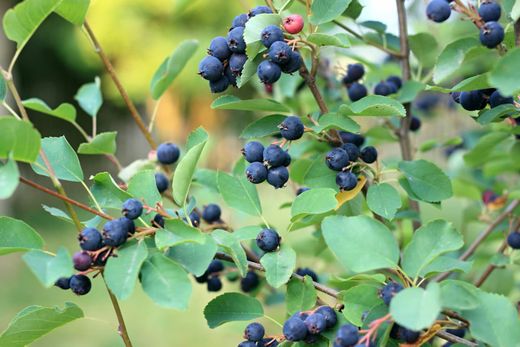 Amelanchier alnifolia 'Amela' - Guilhomo
