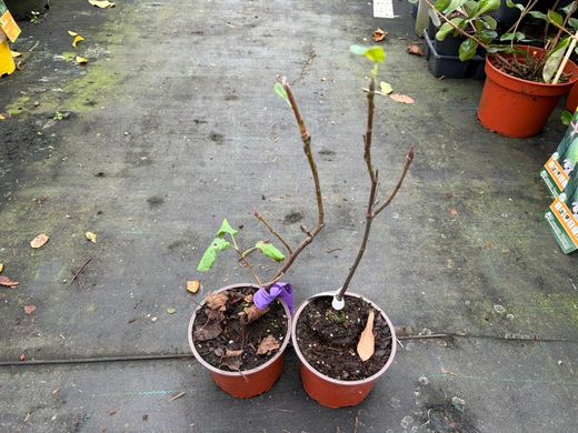 Amelanchier alnifolia 'Amela' - Guilhomo