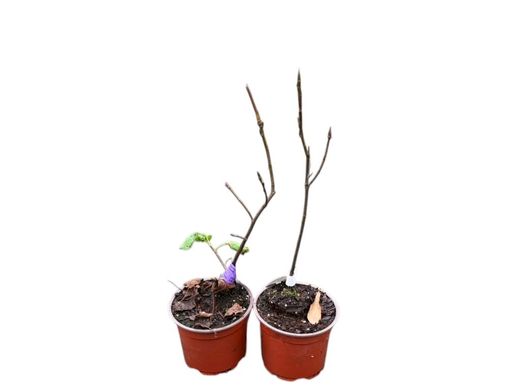 Amelanchier alnifolia 'Amela' - Guilhomo