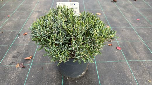 Andromeda azul, blue ice