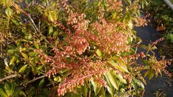 Andromeda japónica, pieris, Pieris japonica 'Forest flame'