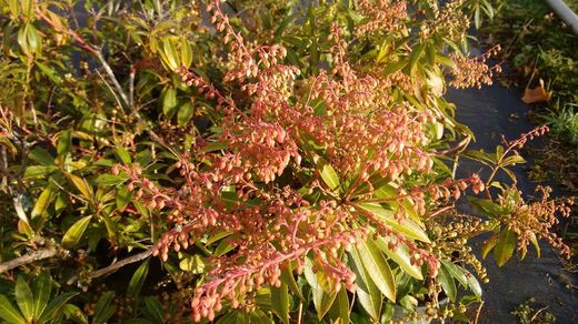 Andromeda japónica, pieris, Pieris japonica 'Forest flame'