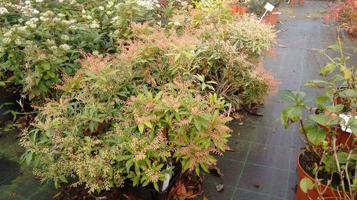 Andromeda japónica, pieris, Pieris japonica 'Forest flame'