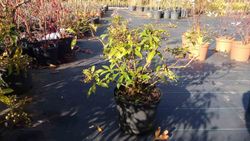 Andromeda japónica, pieris, Pieris japonica 'Forest flame'