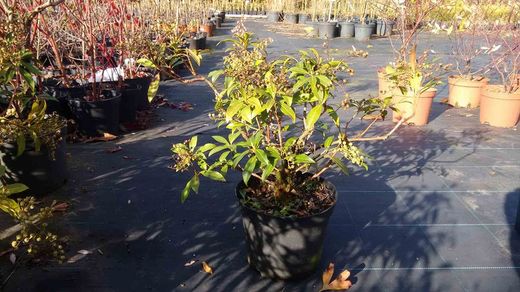 Andromeda japónica, pieris, Pieris japonica 'Forest flame'