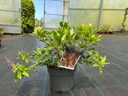 Andromeda japónica, pieris, Pieris japonica 'Forest flame'