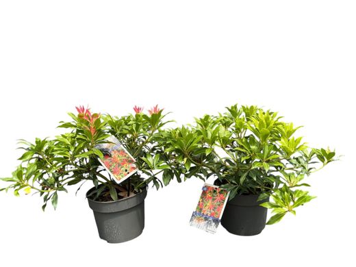 Andromeda japónica, pieris, Pieris japonica 'Forest flame'
