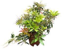 Andromeda japónica, pieris, Pieris japonica 'Forest flame'