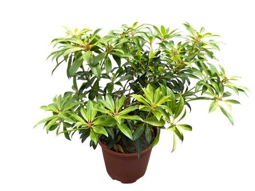 Andromeda japónica, pieris, Pieris japonica 'Forest flame'