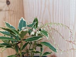 Andromeda variegata, pieris, Pieris japonica 'Flaming silver'
