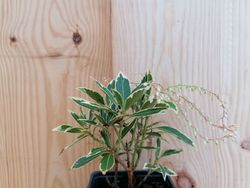 Andromeda variegata, pieris, Pieris japonica 'Flaming silver'