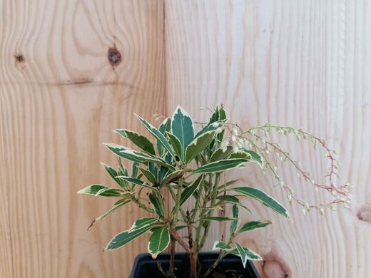 Andromeda variegata, pieris, Pieris japonica 'Flaming silver'