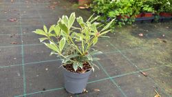 Andromeda variegata, pieris, Pieris japonica 'Flaming silver'