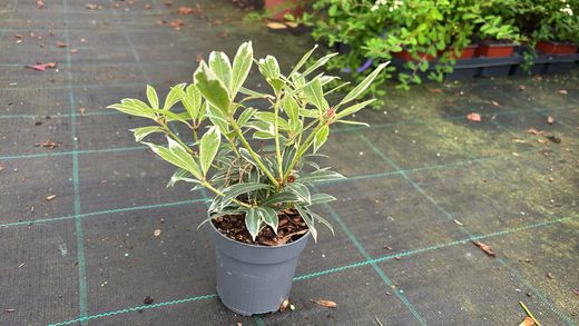 Andromeda variegata, pieris, Pieris japonica 'Flaming silver'