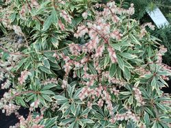 Andromeda variegata, pieris, Pieris japonica 'Flaming silver'