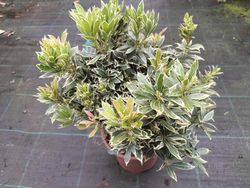Andromeda variegata, pieris, Pieris japonica 'Flaming silver'