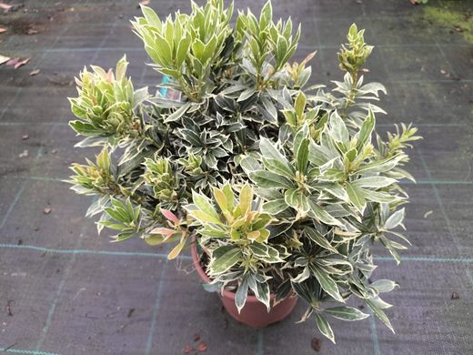Andromeda variegata, pieris, Pieris japonica 'Flaming silver'